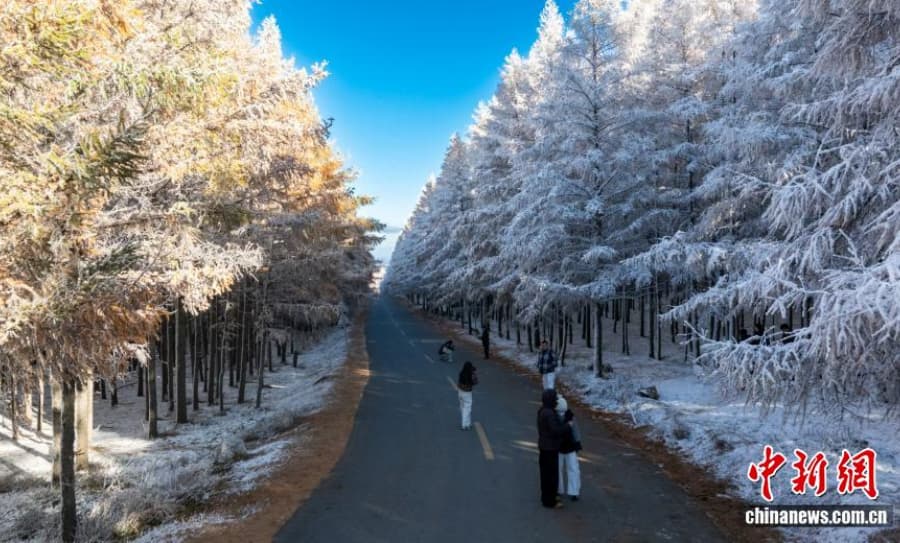 10.22一半金黄一半雪白,秋日雾凇上线!7.jpg
