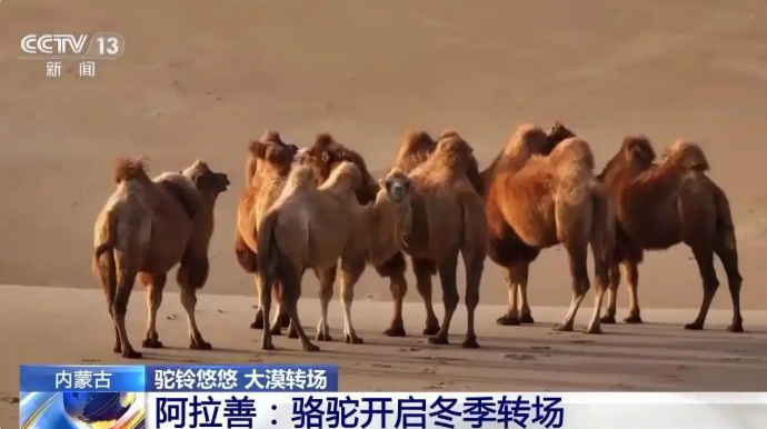 11.20驼铃声声踏沙行 阿拉善右旗骆驼冬季转场启幕8.png