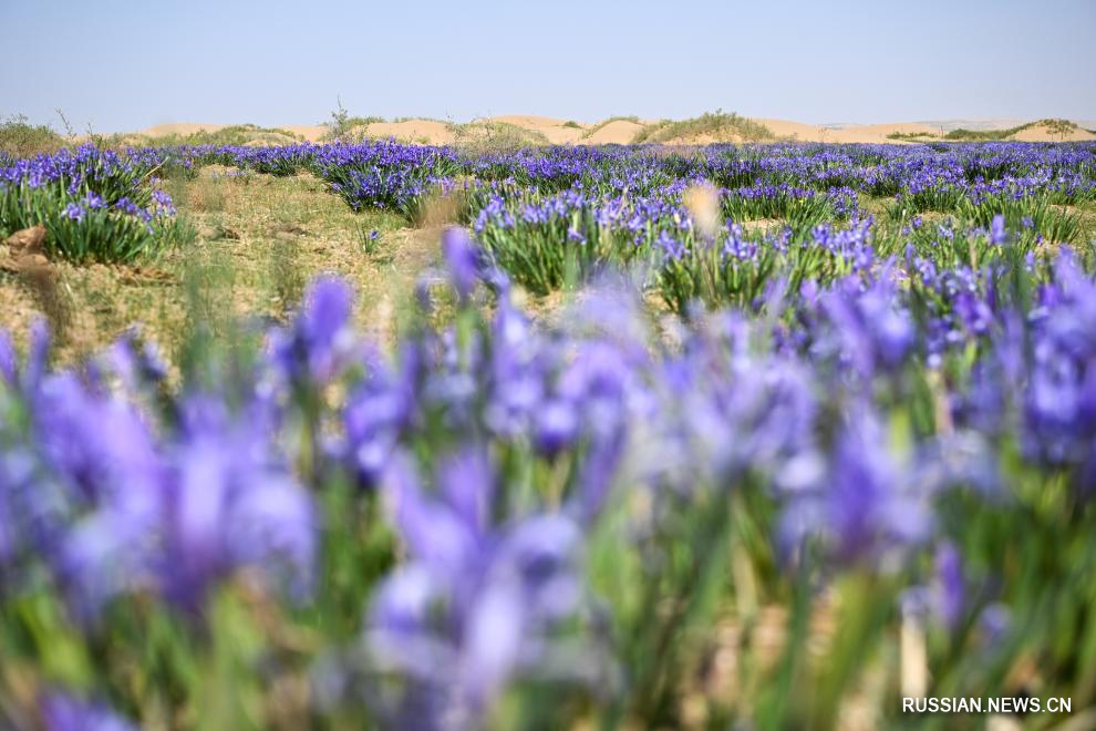 5.14库布其沙漠初夏即景5.jpg