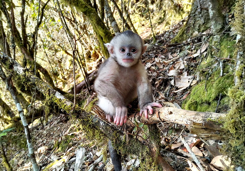 5.29云南景东高龄西黑冠长臂猿再添猿宝宝1.jpg