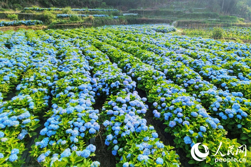 6.9在闽侯绣山花谷,遇见“蓝色”的夏天1.jpg