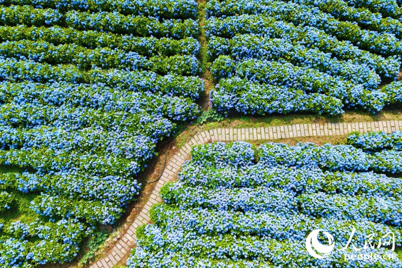 6.9在闽侯绣山花谷,遇见“蓝色”的夏天2.jpg
