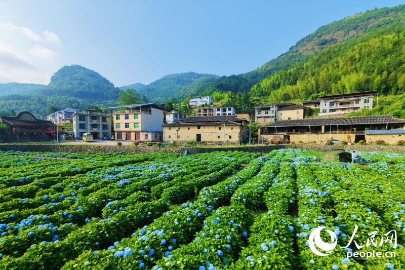 6.9在闽侯绣山花谷,遇见“蓝色”的夏天5.jpg