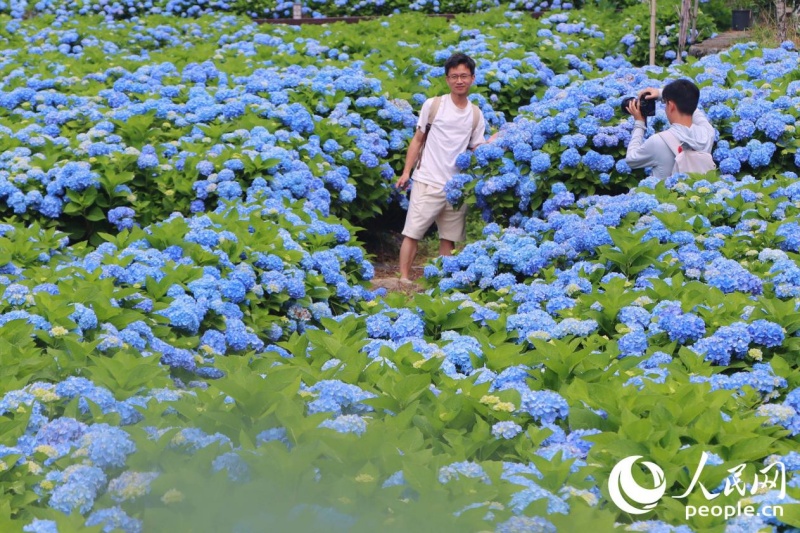 6.9在闽侯绣山花谷,遇见“蓝色”的夏天9.jpg