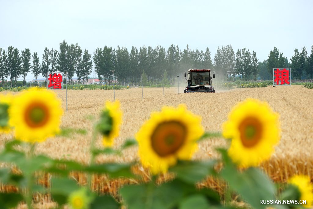 7.13中国夏季谷物收成已超过1.5亿吨2.jpg