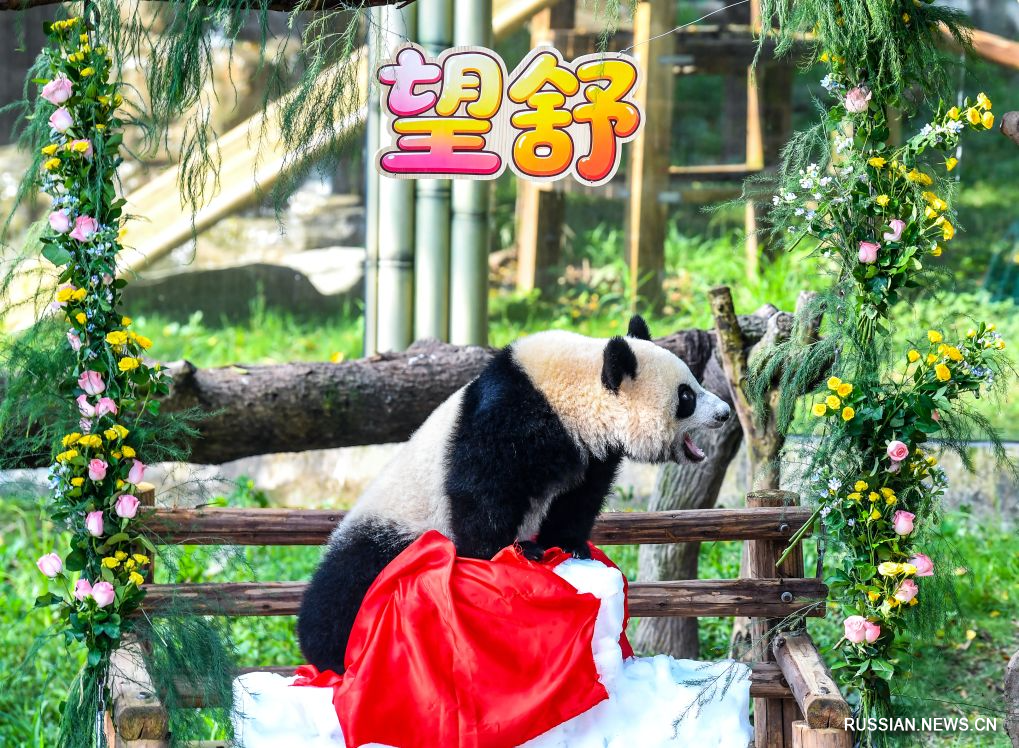 7.14重庆动物园大熊猫幼崽周岁生日 喜提大名“望舒”4.jpg
