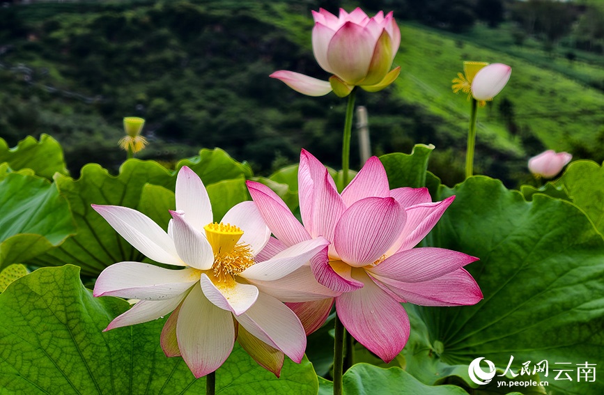 荷塘秋韵入画来.jpg