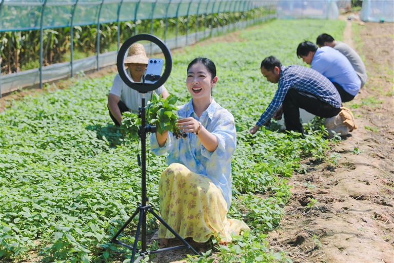 9.4小荆芥能闯出多大“市面”3.jpg