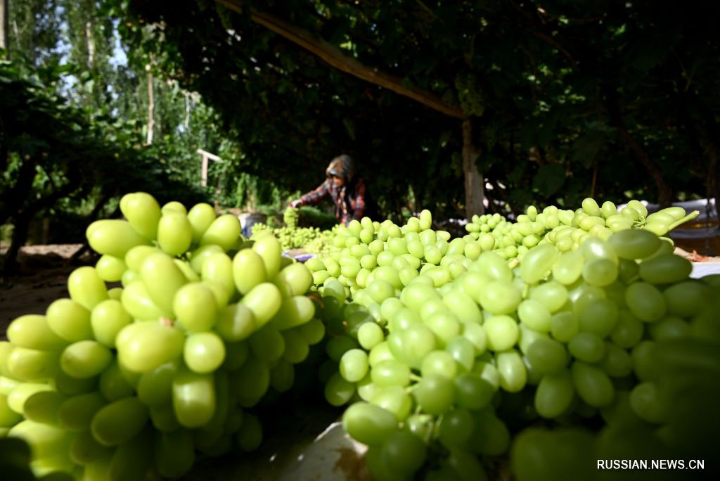 9.7古阳关下葡萄香3.jpg