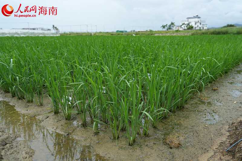 9.10“南繁硅谷”探“家底”3.jpg