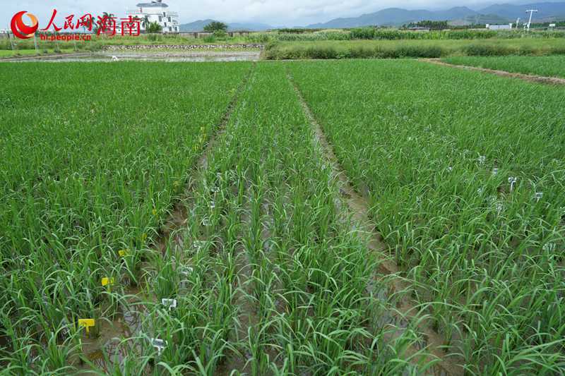9.10“南繁硅谷”探“家底”4.jpg