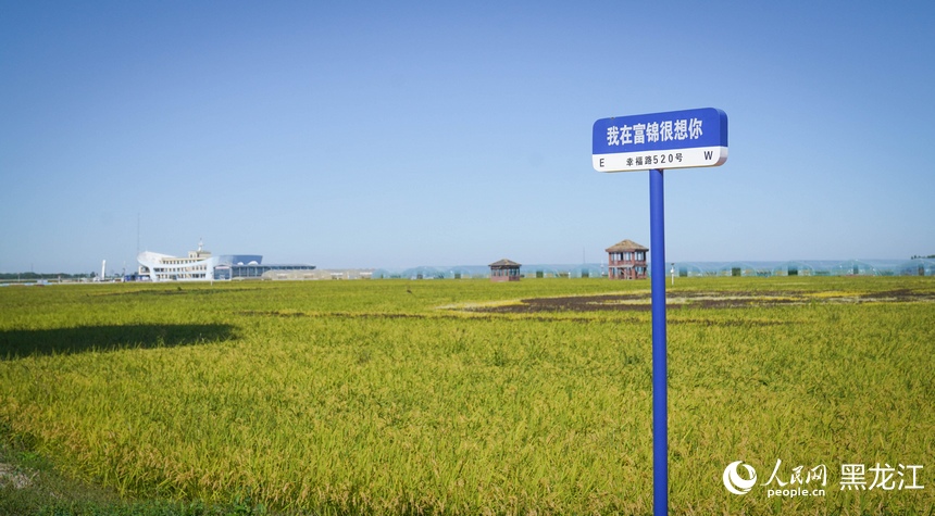 9.11佳木斯富锦：以稻为墨 绘就农文旅新图景3.jpg