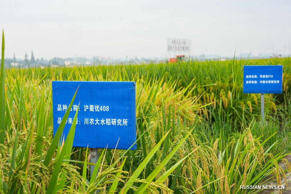 9.16永丰村迎秋粮收获8.jpg