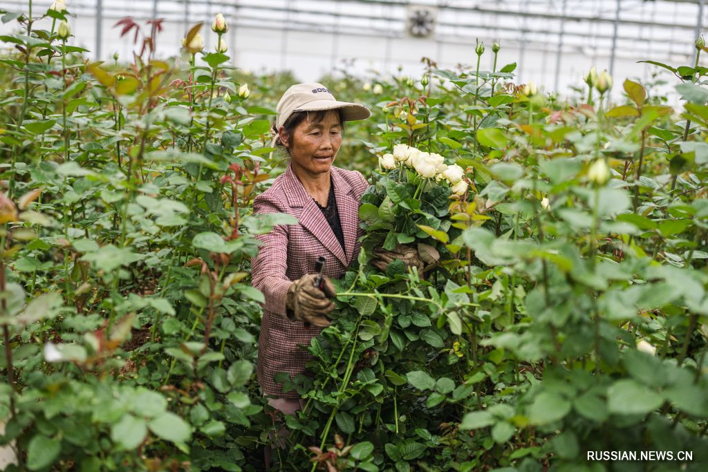 9.20昆明市呈贡区:“赏花+”激活美丽经济新动能4.jpg