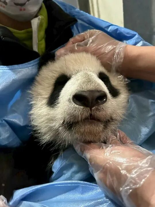 9.21全球首例大熊猫下颌正畸治疗在成都完成2.jpg