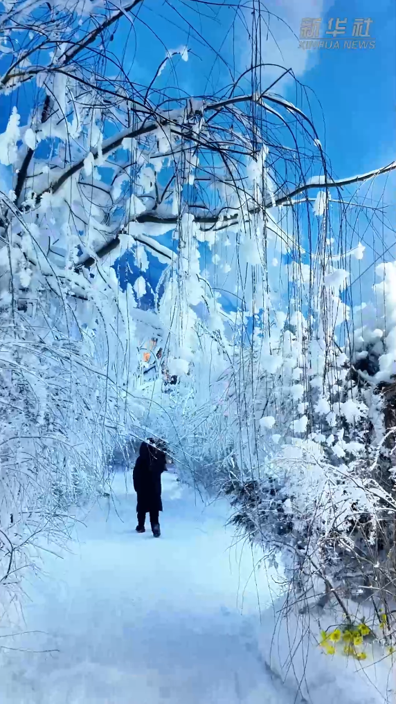 10.28“百米雾凇长廊”把雾凇奇观搬进四季1.png