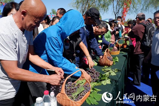 游客品尝葡萄。实习生 乔正洋摄